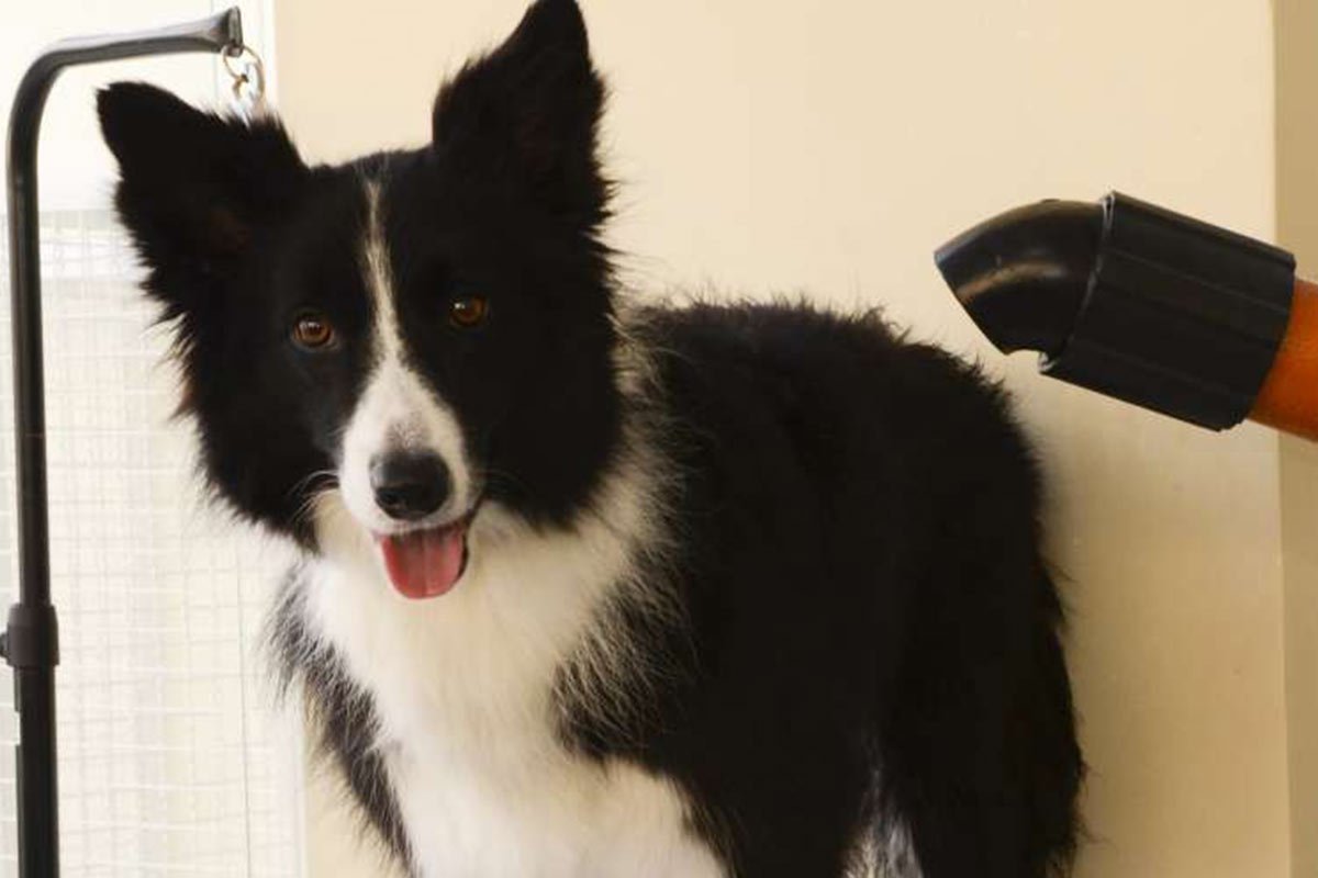 Estética Animal & Spa - Pet Paixão