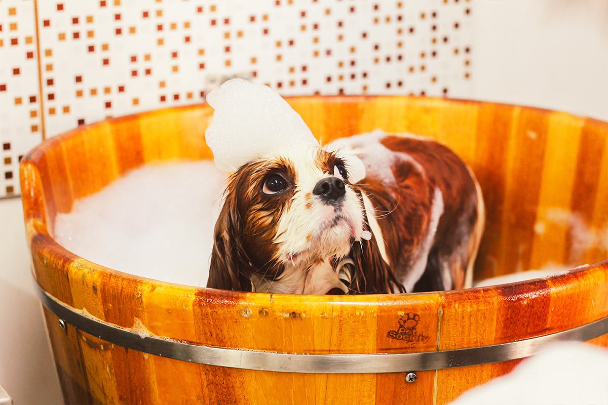 Estética Animal & Spa - Pet Paixão