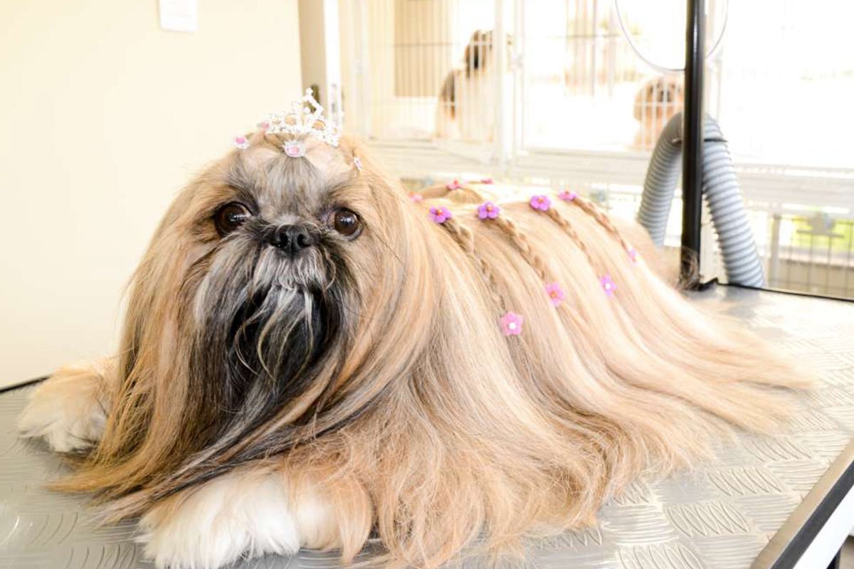 Estética Animal & Spa - Pet Paixão