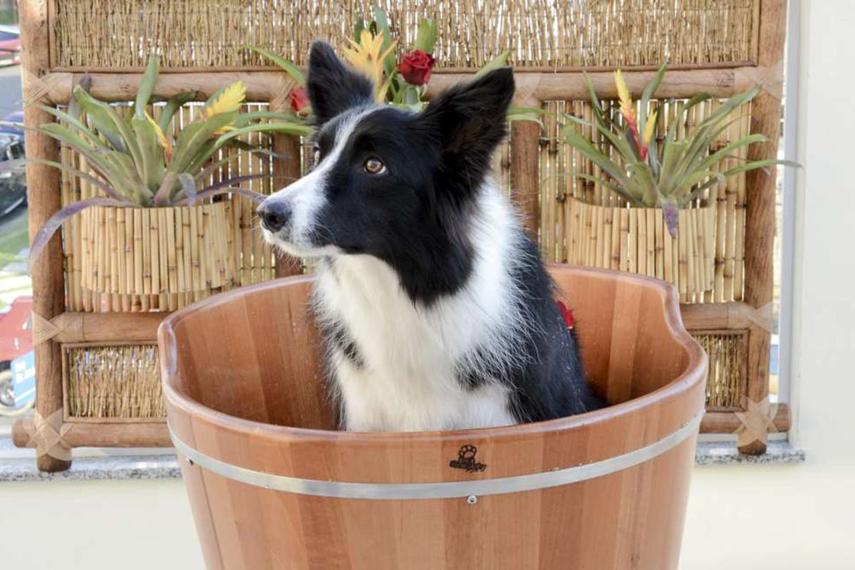 Estética Animal & Spa - Pet Paixão