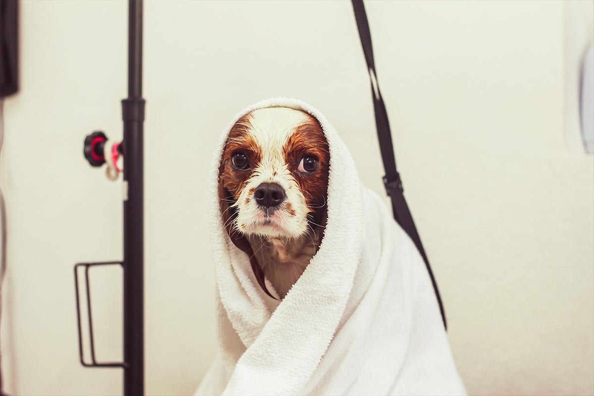 Estética Animal & Spa - Pet Paixão