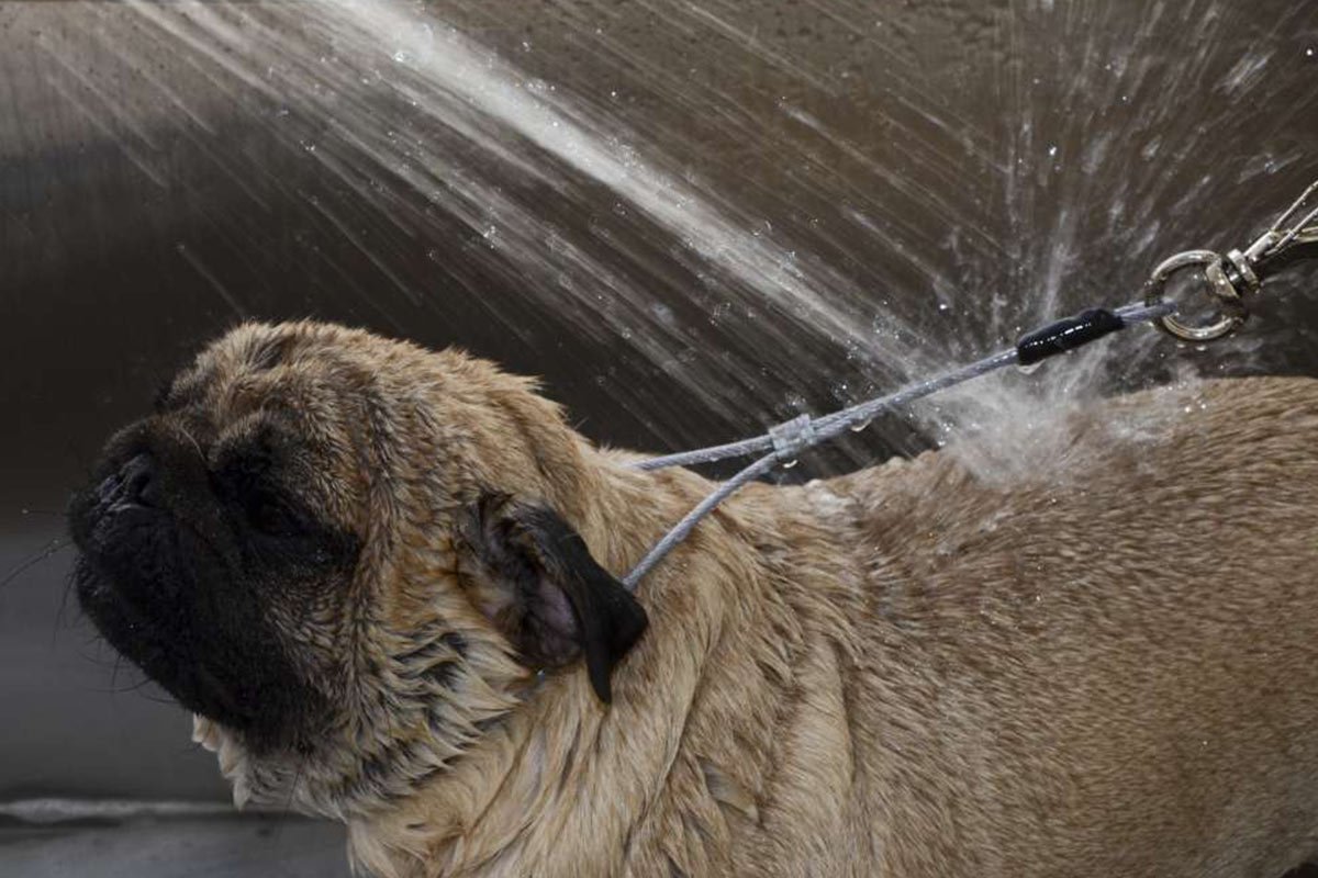 Estética Animal & Spa - Pet Paixão