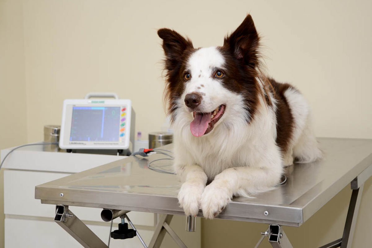 Estética Animal & Spa - Pet Paixão